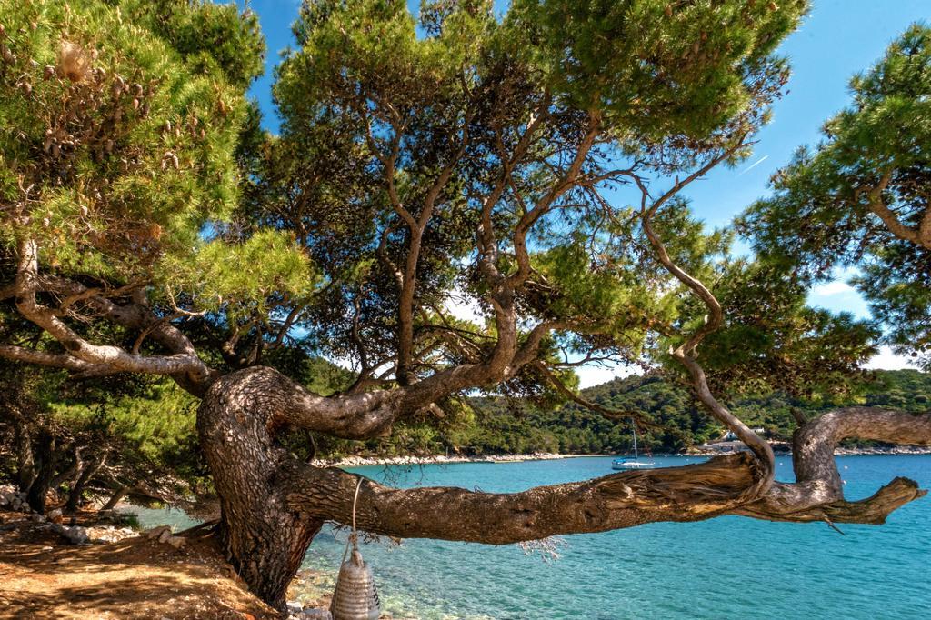 Pine Tree Boutique Apartments Saplunara Eksteriør bilde